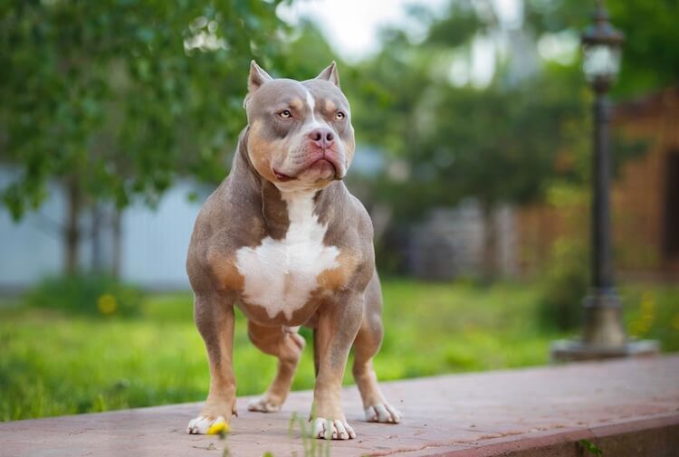 American Bully’s Impressive Physique