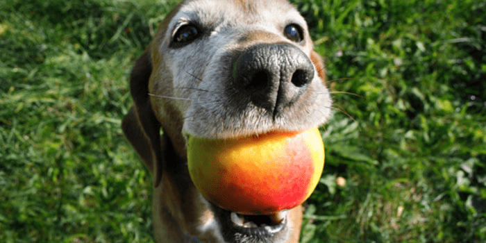 Apples can be a nutritious and healthy snack for American Bullies
