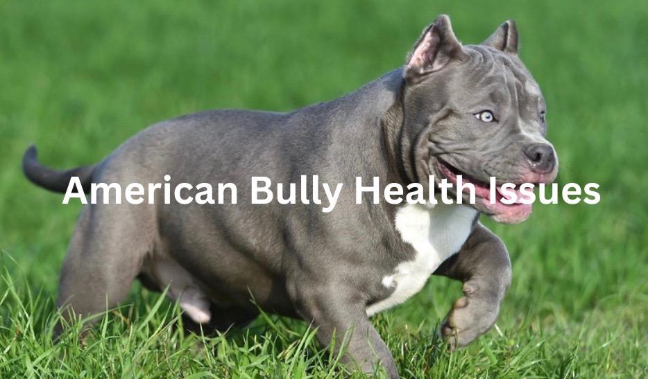 Common Health Issues in American Bullies