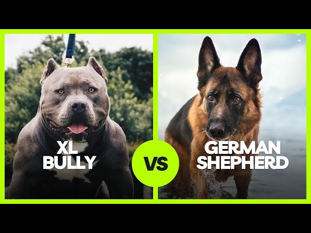 Comparing XL Bully Dogs to German Shepherds