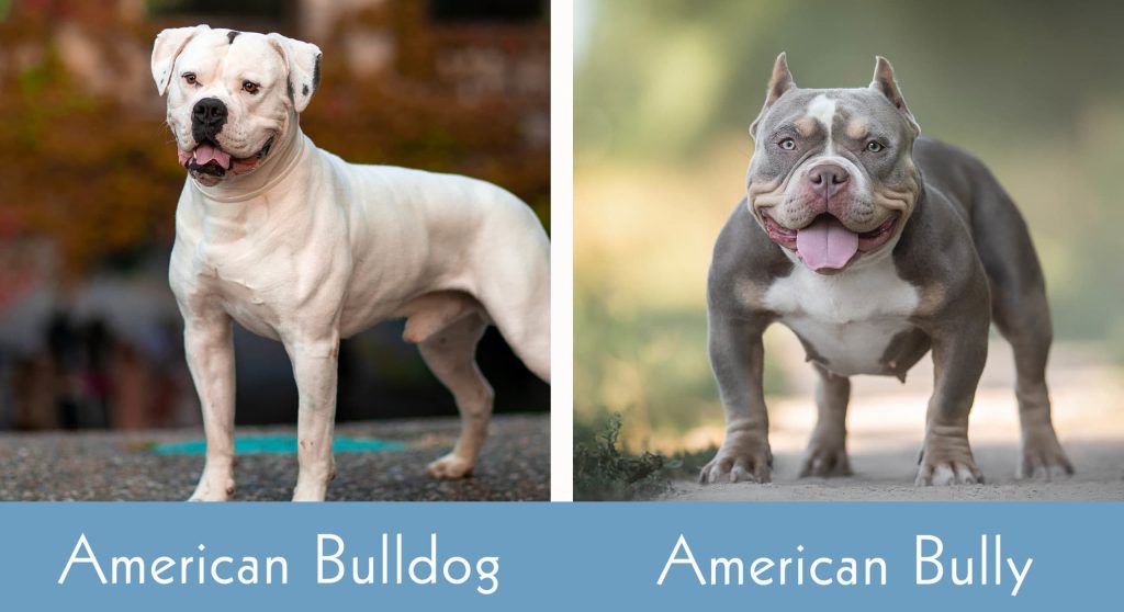Comparison Between the American Bully and the American Bulldog