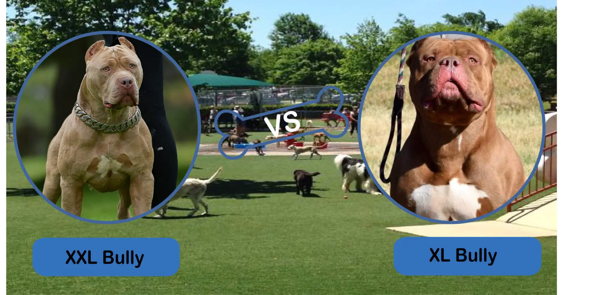 Debate: Which is Better, XXL Bully or XL Bully?