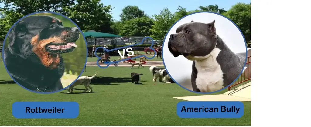 Differences between the American Bully and Rottweiler in looks and personality