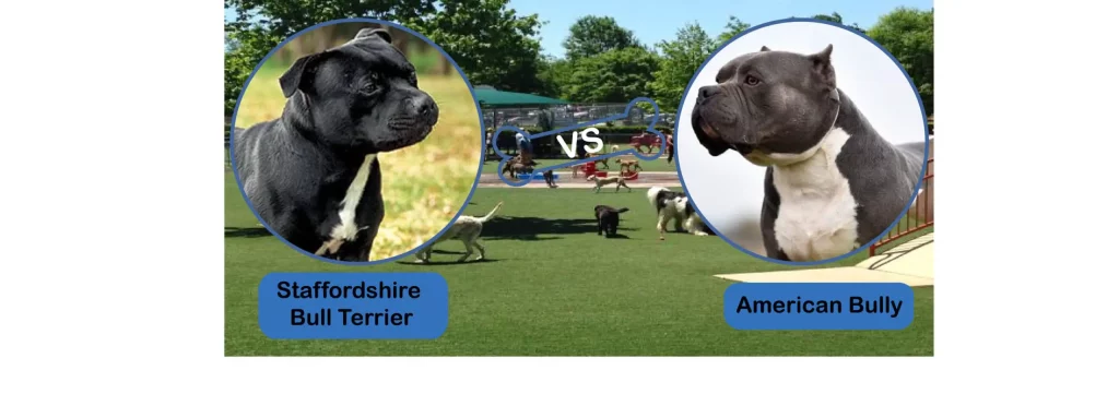 Distinguishing the American Bully from the Staffordshire Bull Terrier