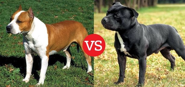 Distinguishing the American Bully from the Staffordshire Bull Terrier