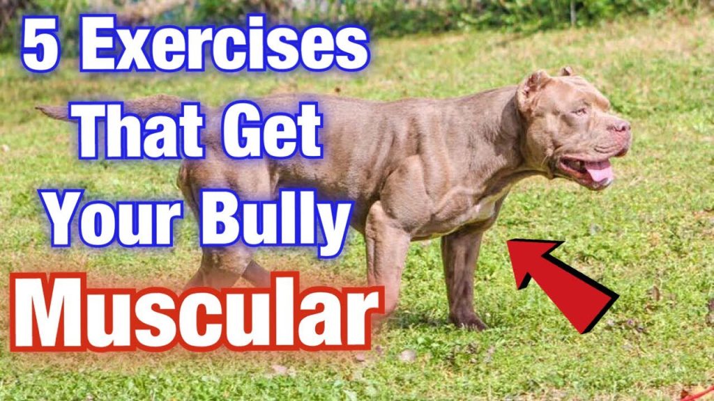 Exercise and Training Tips for American Bullies