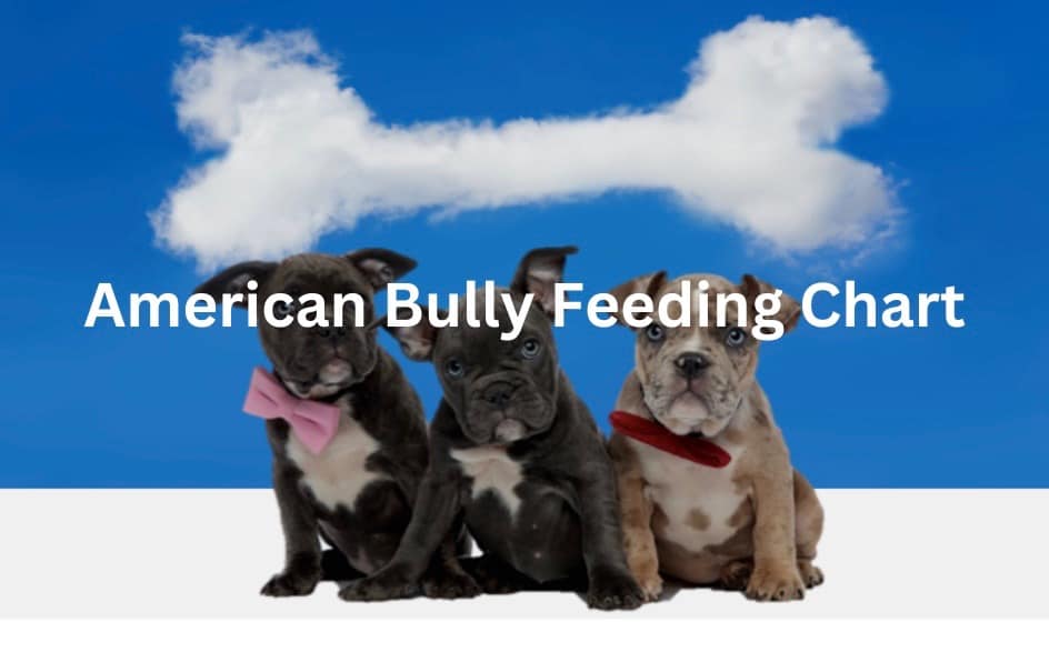Fruit Selection Guide for American Bullies