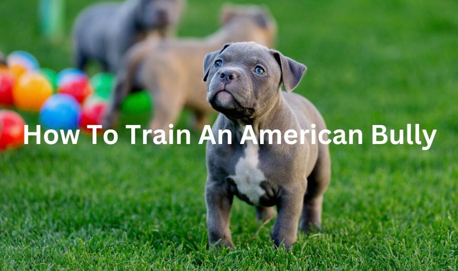 Patience and Consistency: Training American Bullies