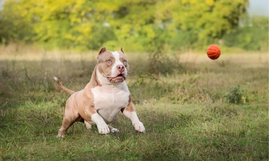 Pocket Size American Bullies: Small Dogs with a Big Personality