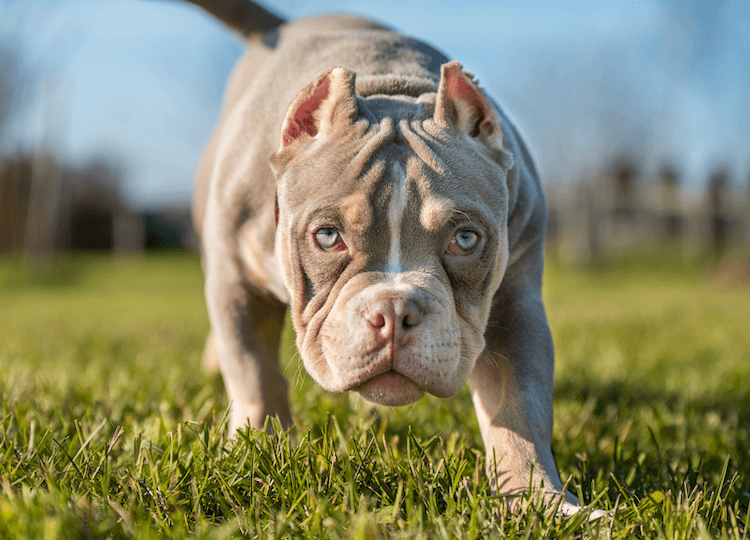 Pocket Size American Bullies: Small Dogs with a Big Personality