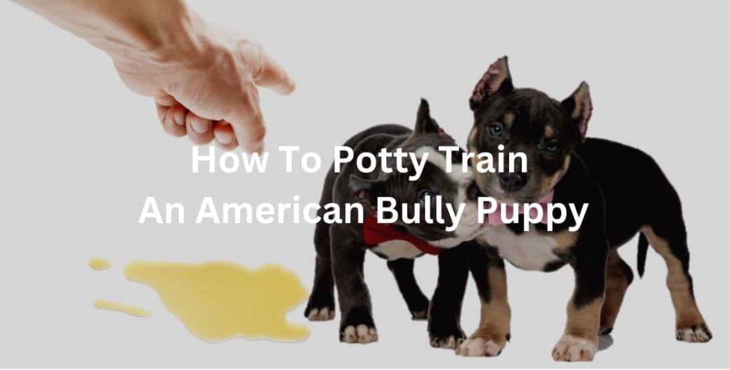 Potty Training Tips for American Bully Puppies