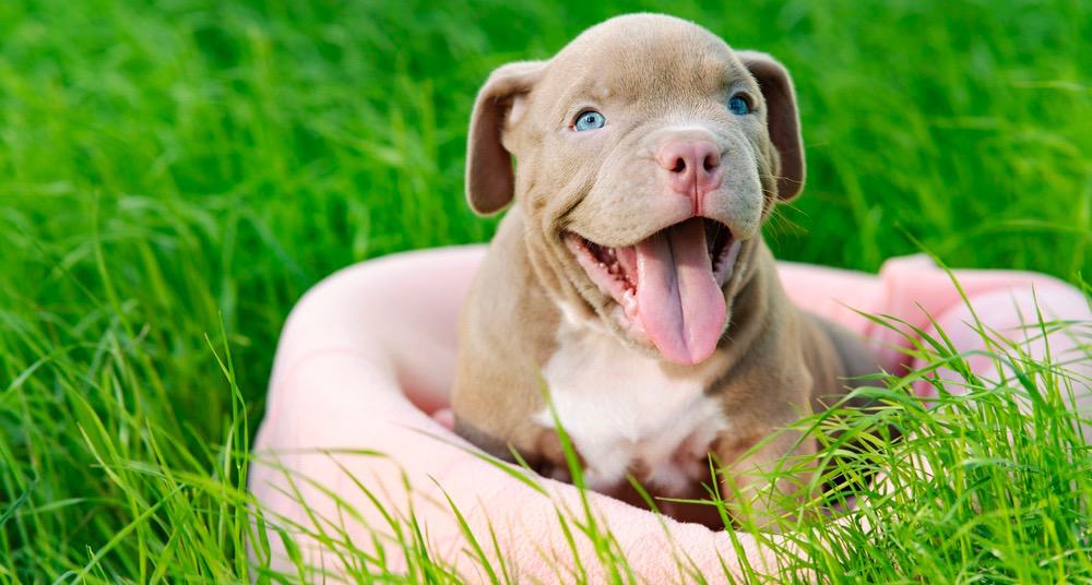 Potty Training Tips for American Bully Puppies