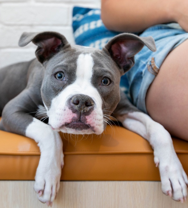 Preventing Separation Anxiety in American Bully Dogs