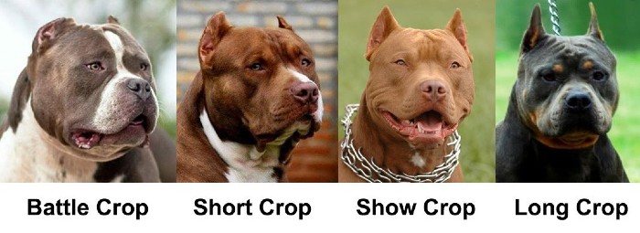 Reasons for Ear Cropping and the American Bully Breed
