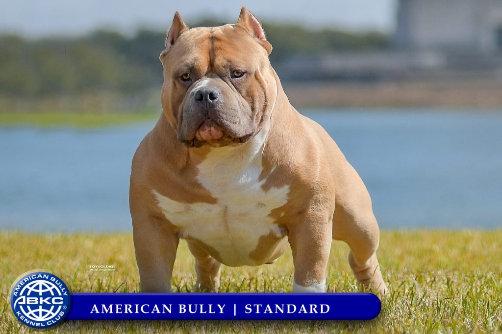 The American Bully: A Hybrid Breed Recognized by the American Bully Kennel Club