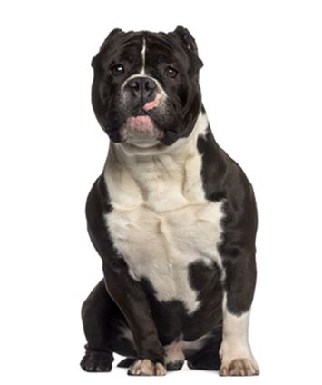 The American Bully: A Hybrid Breed Recognized by the American Bully Kennel Club