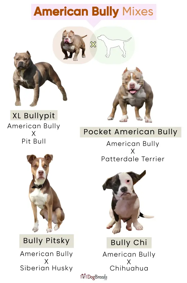 The American Bully: A Unique Blend of Terriers and Pitbulls