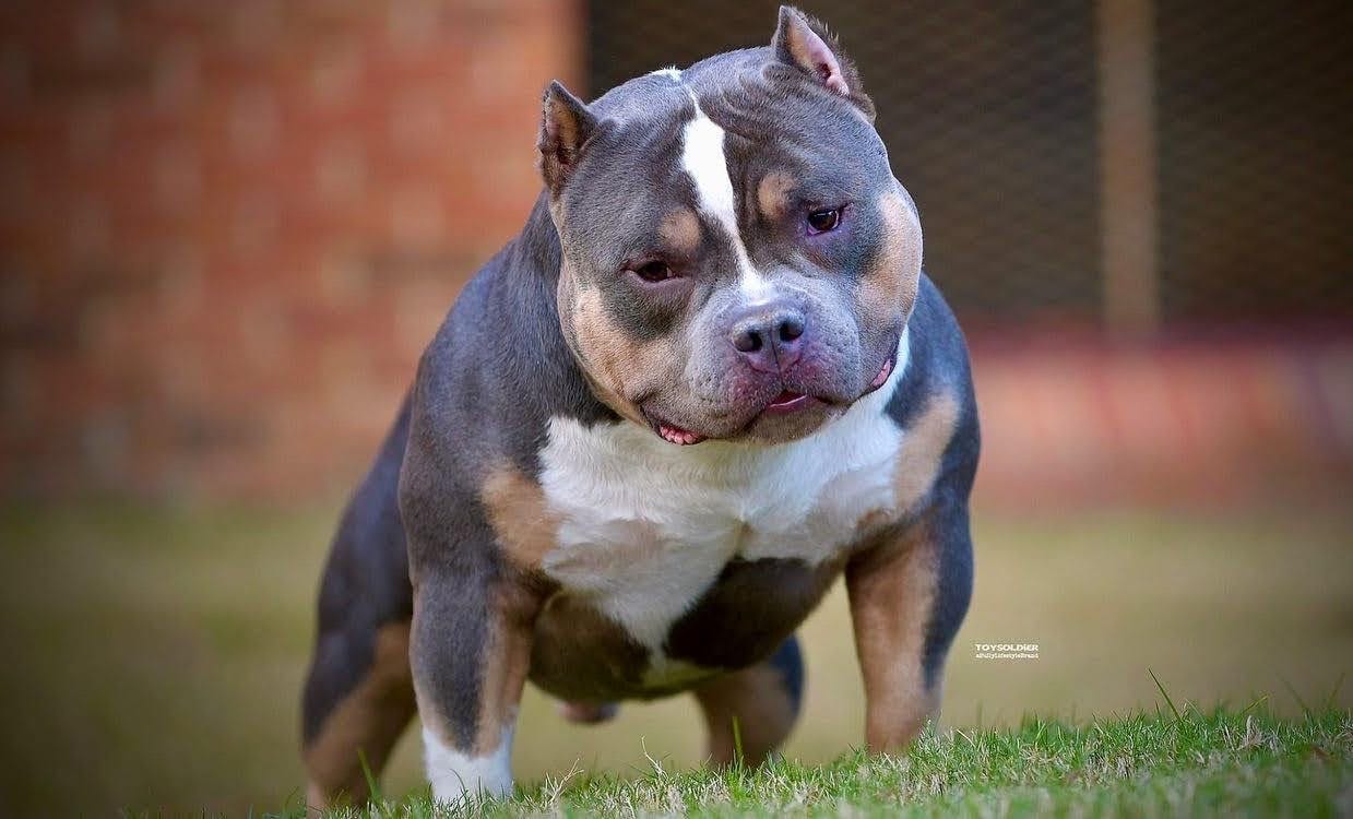 The American Bully: A Versatile and Strong Dog Breed with Four Main Variations