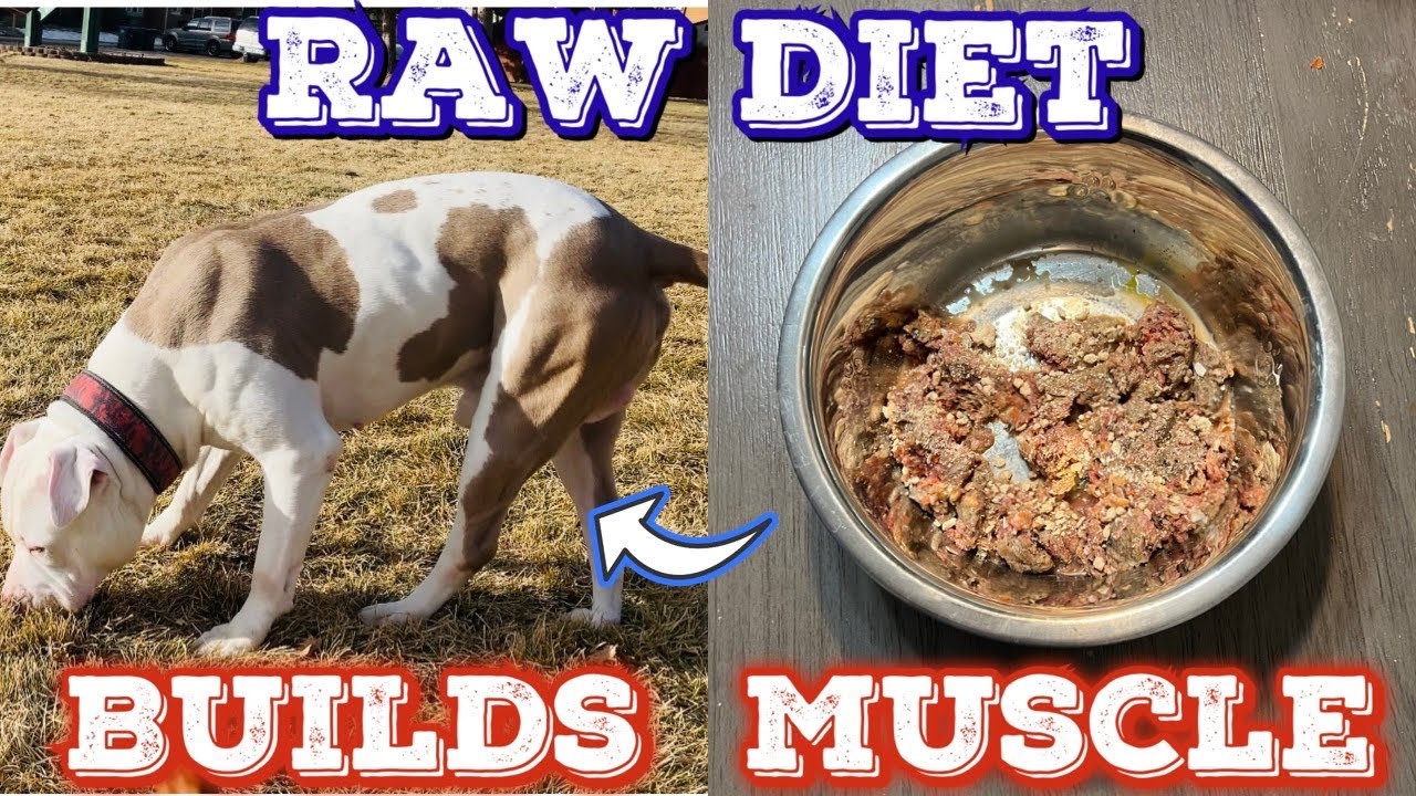 The American Bully breed and its raw meat diet