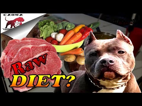 The American Bully breed and its raw meat diet