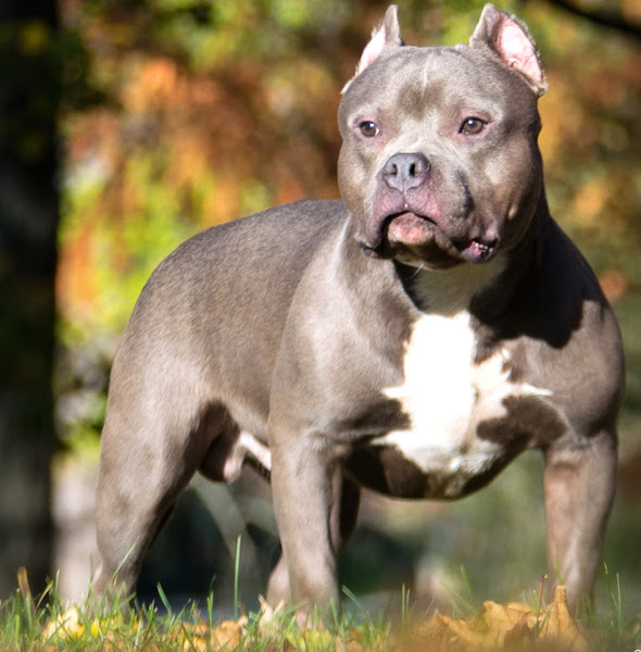 The American Bully breed typically stops growing between one and two years of age
