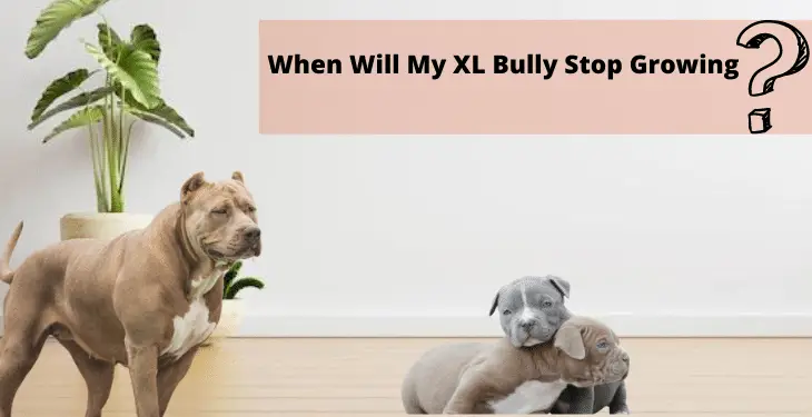 The American Bully breed typically stops growing between one and two years of age