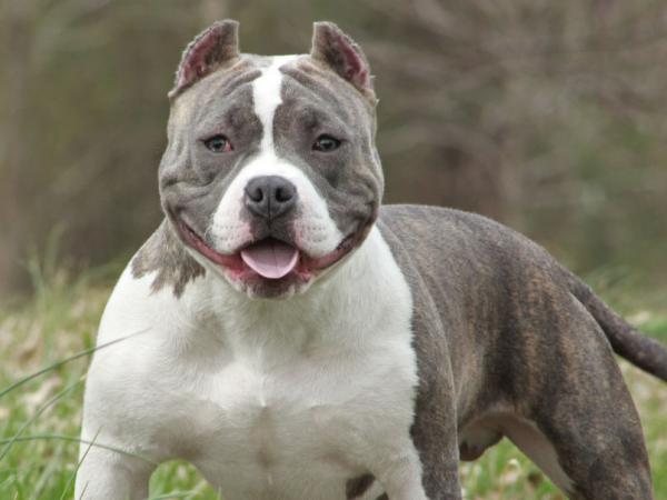 The American Bully: Choosing the Perfect Name