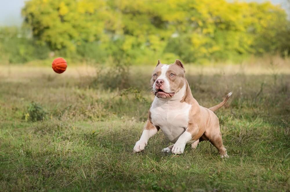 The average lifespan of an American Bully is 10-12 years.