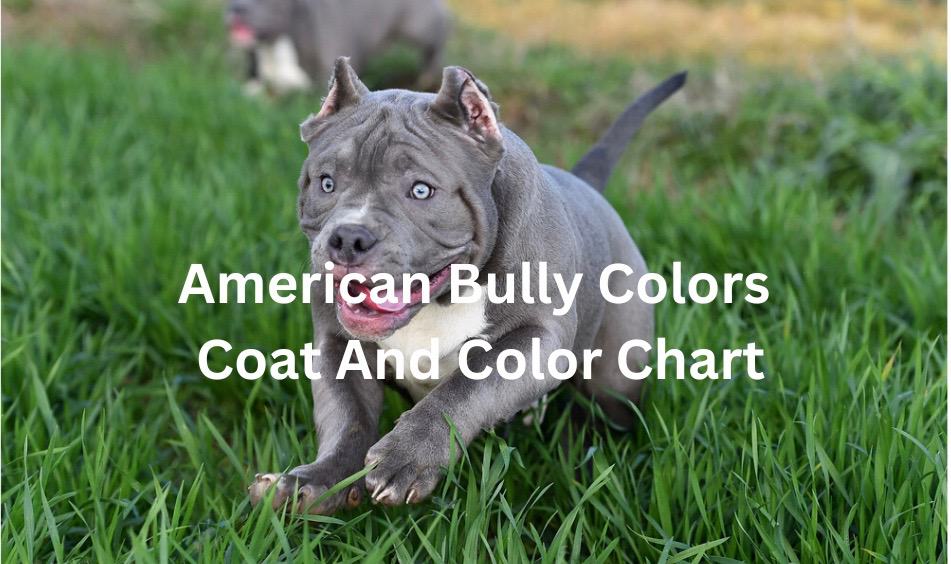 The Blue American Bully: A Unique Breed in the American Bully Group