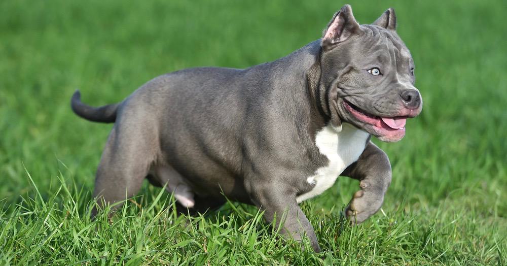 The Blue American Bully: A Unique Breed in the American Bully Group