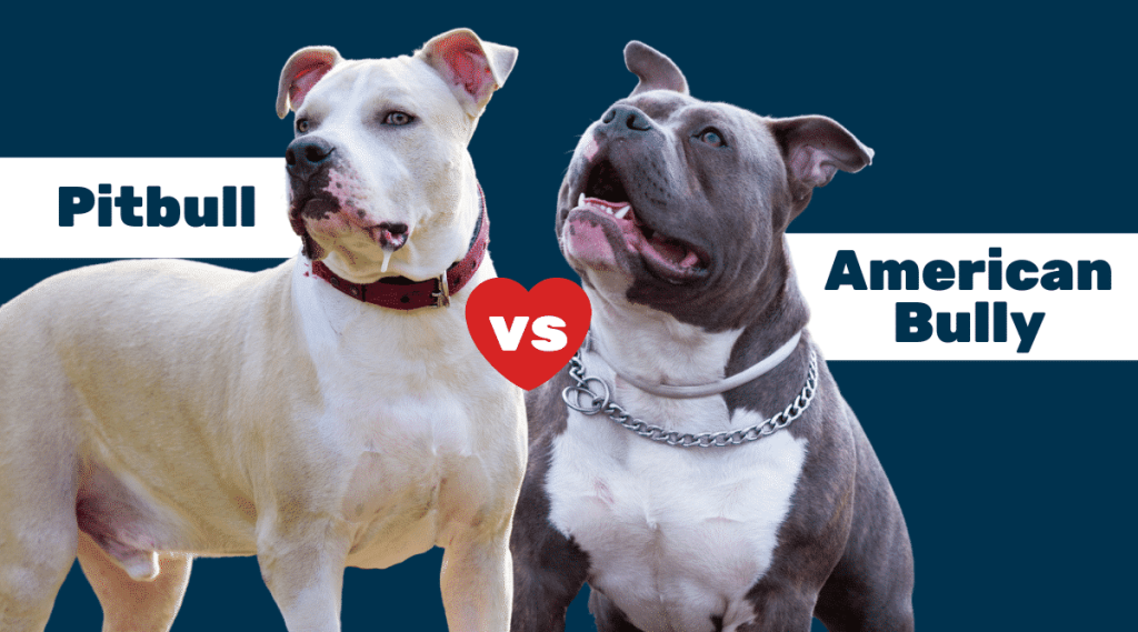 The Debate: American Bullies vs Pitbulls