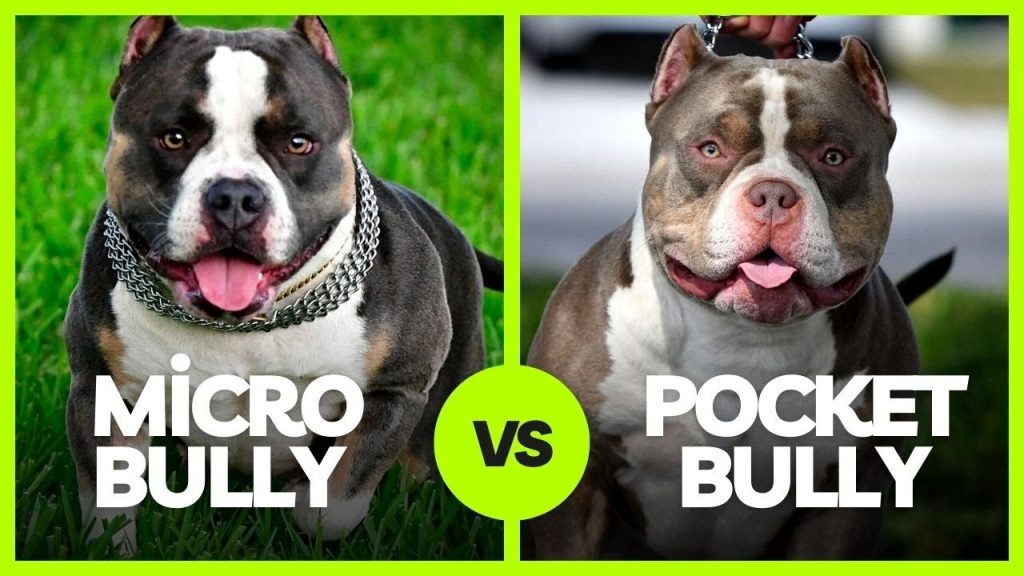 The Difference Between Exotic and Pocket Bullies