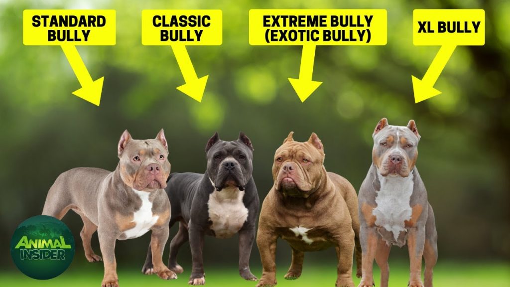 The Difference Between Exotic and Pocket Bullies
