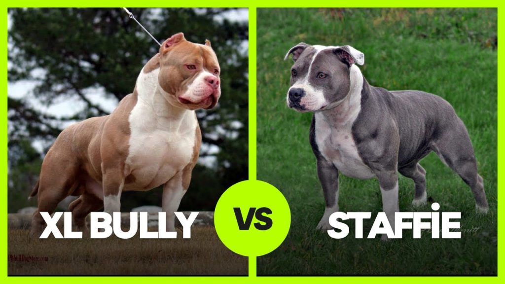 The Difference Between the XL Bully and Staffordshire Bull Terrier