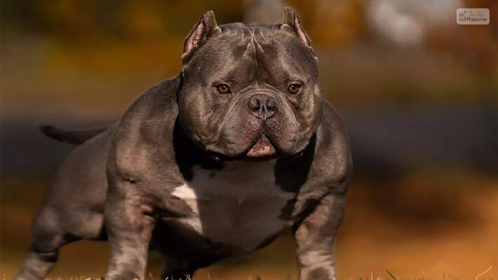 The Exotic Bully: A Crossbreed with Unique Heritage
