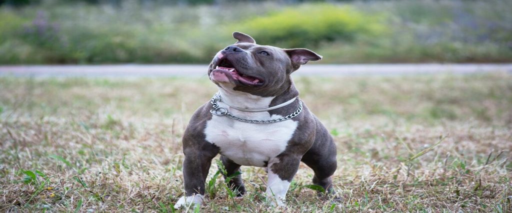 The Exotic Bully: A Crossbreed with Unique Heritage