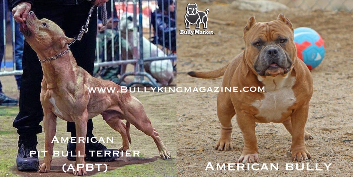 The History of the American Bully: From Ancient Times to Today