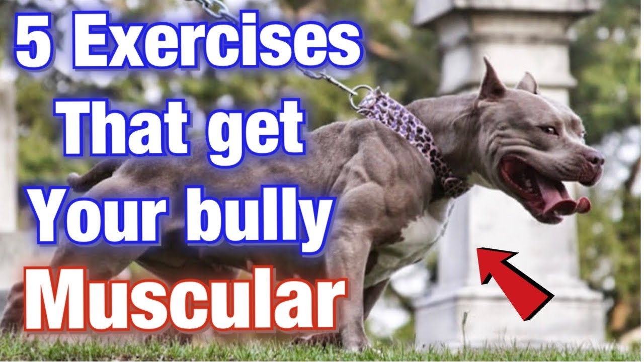 The Importance of Proper Exercise for American Bully Breeds