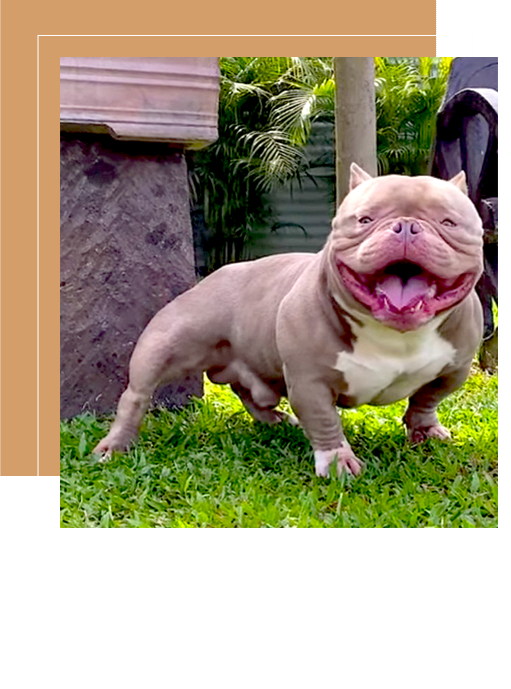 The Importance of Registering Your American Bully for Pedigree Confirmation and Breed Validation
