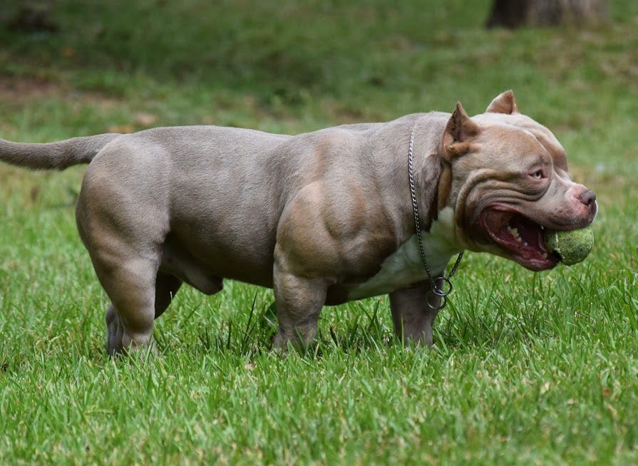 The Impressive Physical Appearance of XL American Bullies