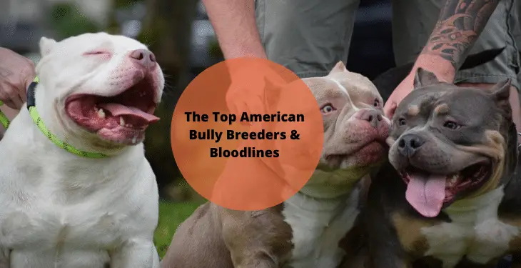 The Multi-Talented American Bully: A Versatile Companion for All Your Needs