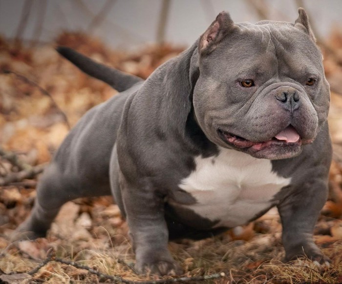 The Origins of the American Bully Breed