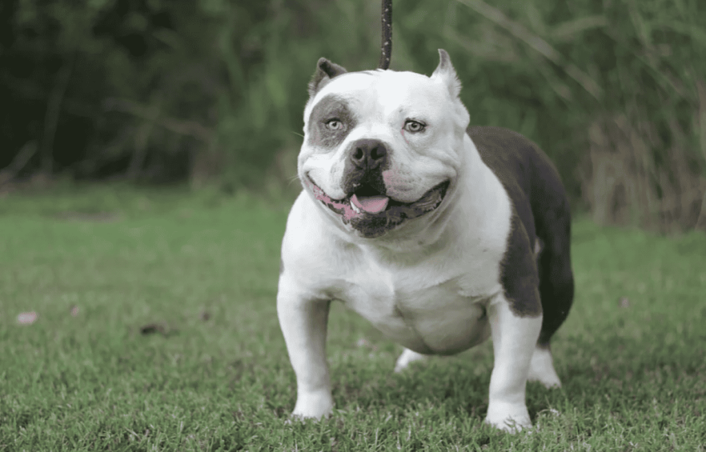 The Pocket Bully: A Unique and Adorable Breed of Dog
