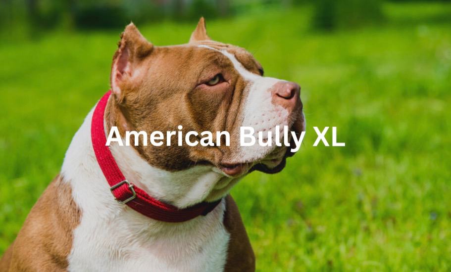 The Popularity of the American Bully XL Breed