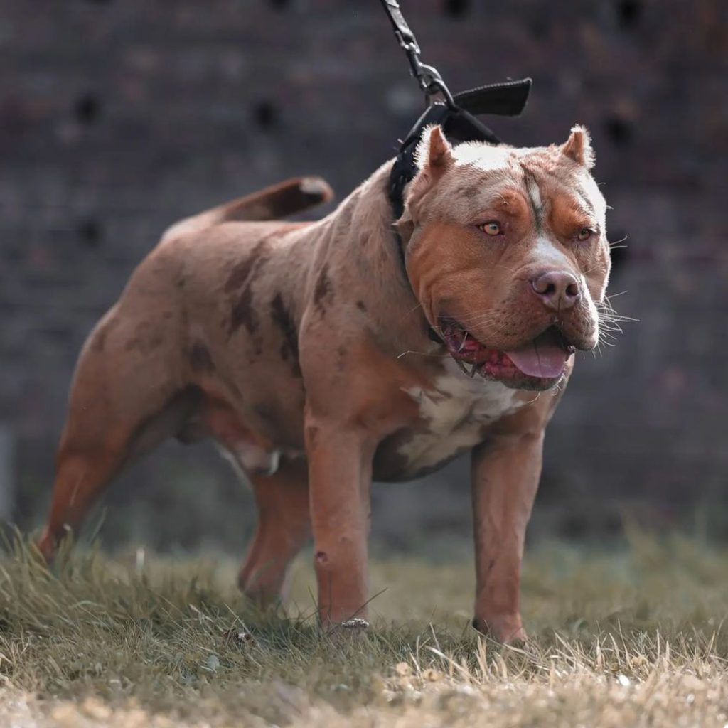 The Popularity of the American Bully XL Breed