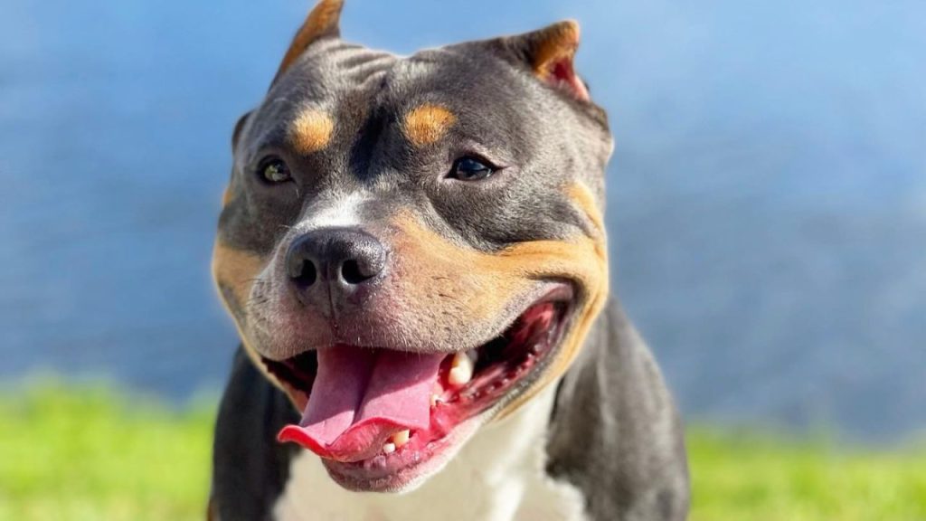 The Rising Popularity of Tri-Color American Bullies