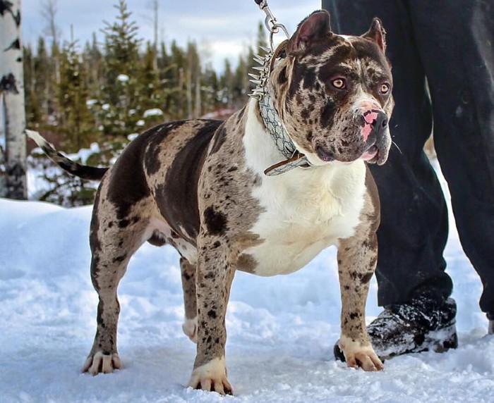 The Unique Coat Pattern of Merle Bully Dogs