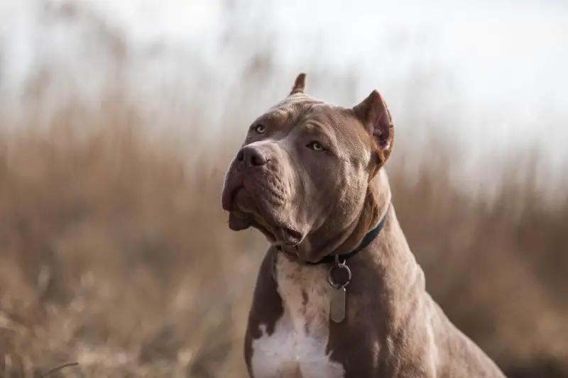 The XXL American Bully: A Gentle Giant Breed