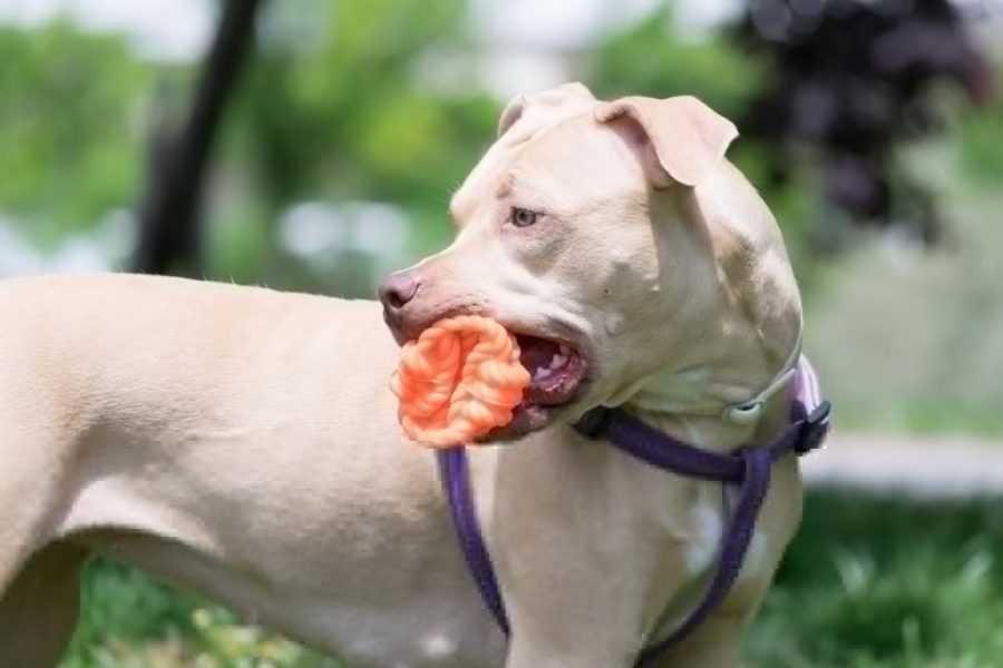 Top 10 Durable and Safe Toys for American Bullies and Pit Bulls