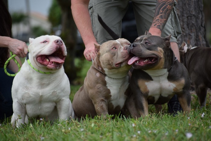 Top American Bully Breeders in the United States